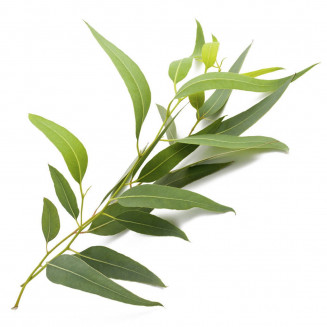 Eucalyptus Gel s kostihojom